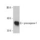 caspase-1 Antibody (14F468) - Western Blotting - Image 395695