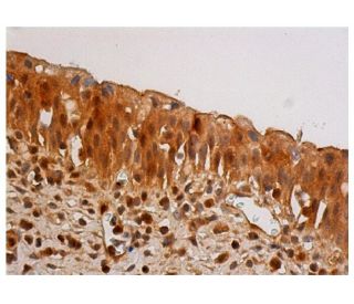 caspase-1 Antibody (D-3) - Immunohistochemistry - Image 348061 