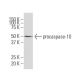 caspase-10 Antibody (WW-H4) - Western Blotting - Image 64889