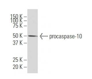 caspase-10 Antibody (WW-H4) - Western Blotting - Image 64889Each CRISPR/Cas9 Knockout (KO) Plasmid product consists of a pool of 3 plasmids designed to ensure identification and cleavage of a specific gene for maximum knockout efficiency. Each plasmid encodes a unique 20 nt sequence derived from the GeCKO (v2) library.