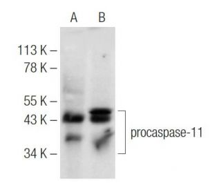 caspase-11 p20 Antibody (A-2) - Western Blotting - Image 153673