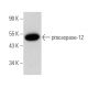 caspase-12 Antibody (H-6) - Western Blotting - Image 344128 