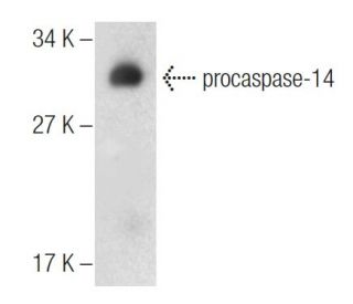 caspase-14 Antibody (C-12) - Western Blotting - Image 283550 