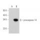 caspase-14 p10 Antibody (B-3) - Western Blotting - Image 344620