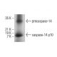 caspase-14 p10 Antibody (B-3) - Western Blotting - Image 382114 