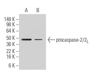 caspase-2 Antibody (1C10) - Western Blotting - Image 47913