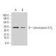 caspase-2 Antibody (1C10) - Western Blotting - Image 47913