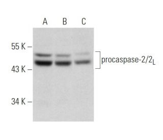 caspase-2 Antibody (F-2) - Western Blotting - Image 320268