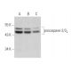 caspase-2 Antibody (F-2) - Western Blotting - Image 320268
