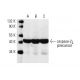 caspase-2L Antibody (F-7) - Western Blotting - Image 198