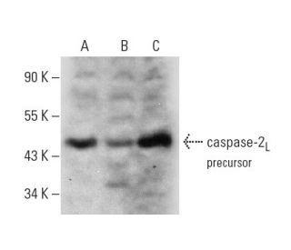 caspase-2<sub>L</sub> Antibody (F-7) - Western Blotting - Image 320269 
