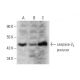 caspase-2L Antibody (F-7) - Western Blotting - Image 320269 