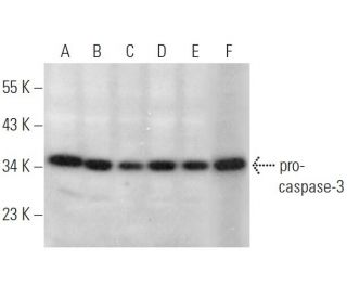 caspase-3 Antibody (3CSP03) - Western Blotting - Image 348905 