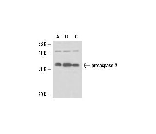 caspase-3 Antibody (4.1.18) - Western Blotting - Image 17329 