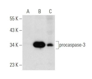 caspase-3 Antibody (46) - Western Blotting - Image 143327