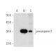 caspase-3 Antibody (46) - Western Blotting - Image 143327