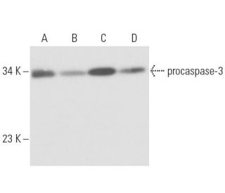 caspase-3 Antibody (7.1.44) - Western Blotting - Image 16446 