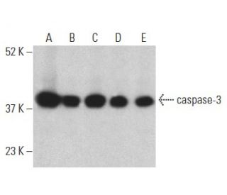 caspase-3 Antibody (CPP324-1-18) - Western Blotting - Image 398875 