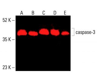 caspase-3 Antibody (CPP324-1-18) - Western Blotting - Image 415939 