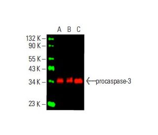 caspase-3 Antibody (E-8) - Western Blotting - Image 395848 