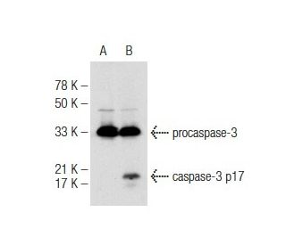 caspase-3 Antibody (31A1067) - Western Blotting - Image 141623 