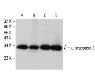 caspase-3 p17 Antibody (B-4) - Western Blotting - Image 377405 