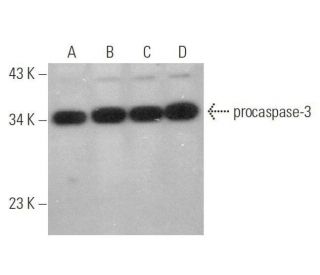 caspase-3 p17 Antibody (D-12) - Western Blotting - Image 349931 
