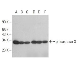 caspase-3 p17 Antibody (G-5) - Western Blotting - Image 352787 