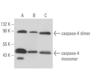 caspase-4 Antibody (4B9) - Western Blotting - Image 16169Each CRISPR/Cas9 Knockout (KO) Plasmid product consists of a pool of 3 plasmids designed to ensure identification and cleavage of a specific gene for maximum knockout efficiency. Each plasmid encodes a unique 20 nt sequence derived from the GeCKO (v2) library. 
