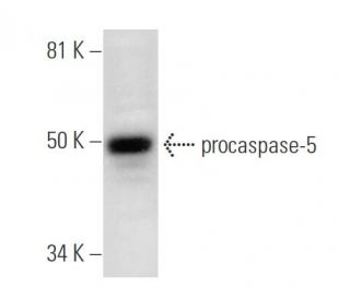 caspase-5 p20 Antibody (H-2) - Western Blotting - Image 294800