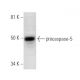 caspase-5 p20 Antibody (H-2) - Western Blotting - Image 294800