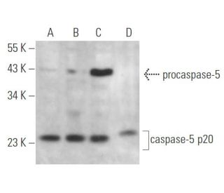 caspase-5 p20 Antibody (H-2) - Western Blotting - Image 358947 
