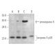 caspase-5 p20 Antibody (H-2) - Western Blotting - Image 358947 