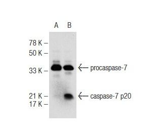 caspase-7 Antibody (10.1.60) - Western Blotting - Image 141628 