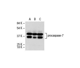 caspase-7 Antibody (10-1-62) - Western Blotting - Image 17529 