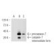 caspase-7 Antibody (11.1.56) - Western Blotting - Image 54759