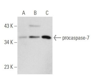 caspase-7 Antibody (13.1.97) - Western Blotting - Image 59895 