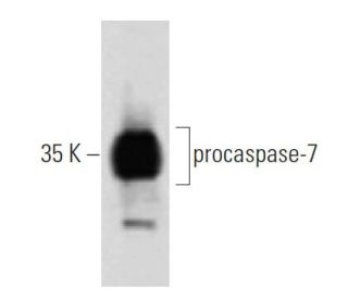 caspase-7 Antibody (51) - Western Blotting - Image 60258 