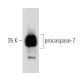 caspase-7 Antibody (51) - Western Blotting - Image 60258 