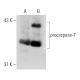 caspase-7 Antibody (51) - Western Blotting - Image 131361 