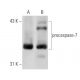 caspase-7 Antibody (51) - Western Blotting - Image 131363