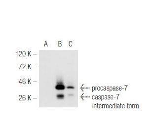 caspase-7 Antibody (7CSP02) - Western Blotting - Image 54761 