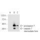 caspase-7 Antibody (7CSP02) - Western Blotting - Image 54761 