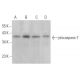 caspase-7 Antibody (7CSP02) - Western Blotting - Image 362275