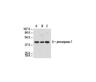 caspase-7 Antibody (7CSP03) - Western Blotting - Image 17526 