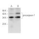 caspase-7 p10 Antibody (E-11) - Western Blotting - Image 136215