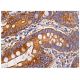 caspase-7 p20 Antibody (C-12) - Immunohistochemistry - Image 158080 