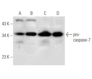 caspase-7 p20 Antibody (C-12) - Western Blotting - Image 51423 