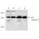 caspase-7 p20 Antibody (C-12) - Western Blotting - Image 51423 