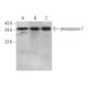 caspase-7 p20 Antibody (C-12) - Western Blotting - Image 362105